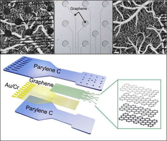 美国利用石墨烯传感器技术探索脑结构与功能