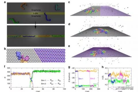 石墨烯和六方氮化硼平面异质结构中的自发ssDNA拉伸