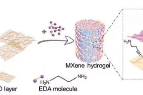 天津大学杨全红课题组–借助氧化石墨烯从2D MXene水凝胶组装成3D宏观结构