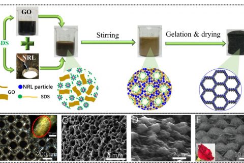 青岛科技大学张建明教授课题组：兼具韧性、超轻和粘附水性能的仿玫瑰花表面的石墨烯气凝胶
